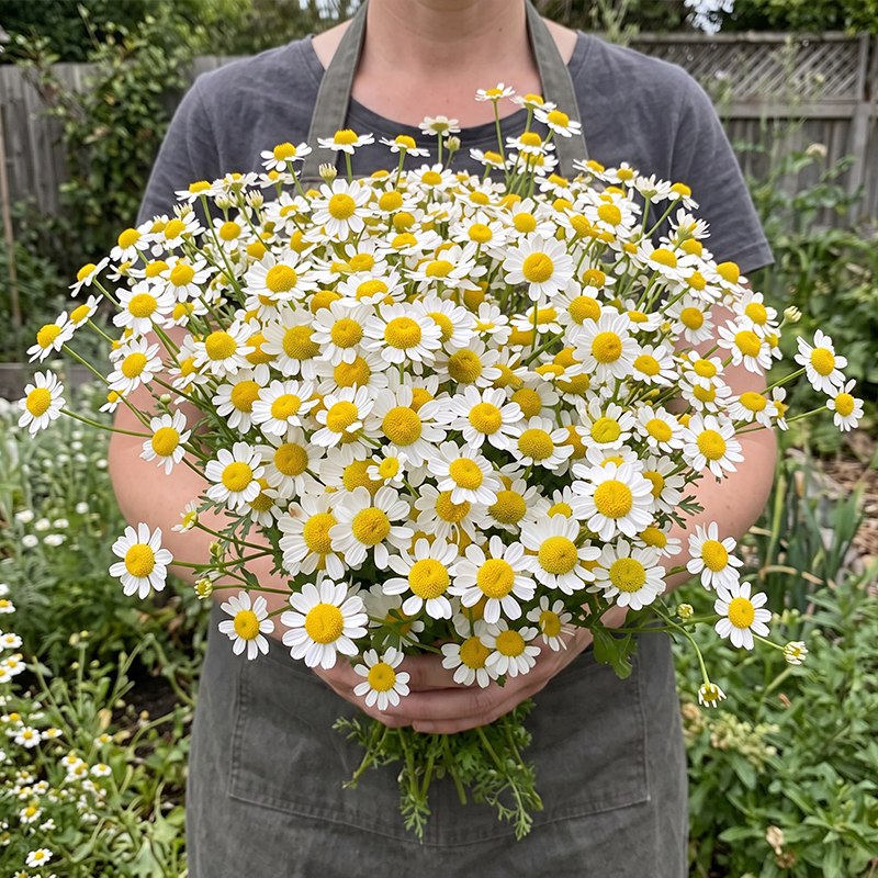 Ox Eye Daisy Seeds Perennial Tall Single for Wildflower Gardens