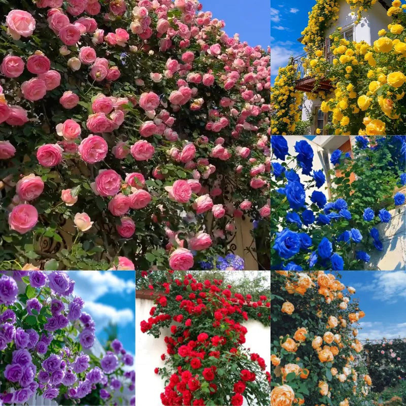 Semillas de rosas trepadoras de floración repetida - Luck Rises