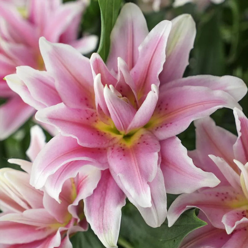 Bulbos de lirio perfumados orientales