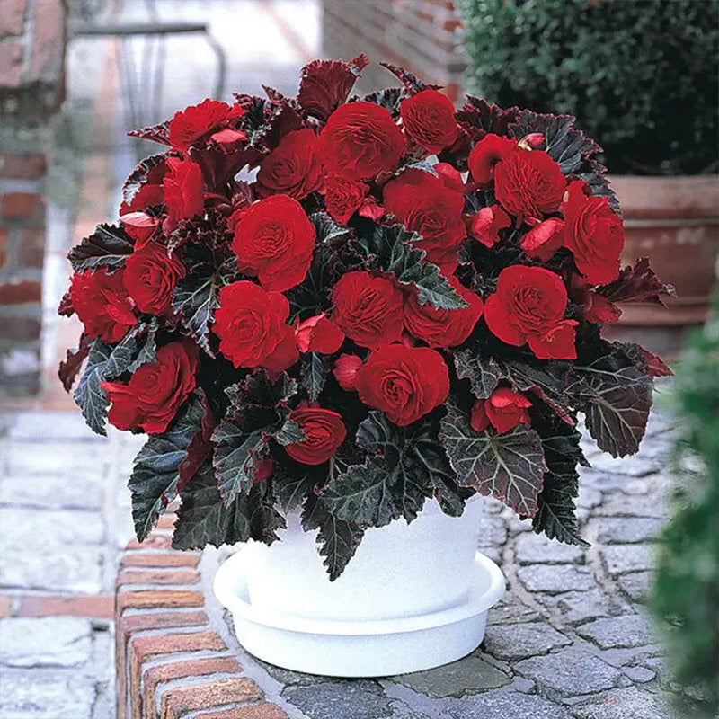 Switzerland Bloody Begonia Flower Seeds