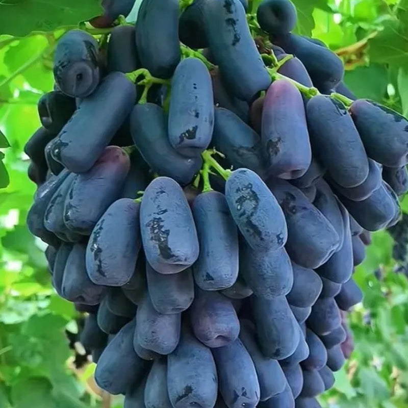 Último día 50% de descuento - Semillas de uva Sapphire de alta calidad - 98% de germinación