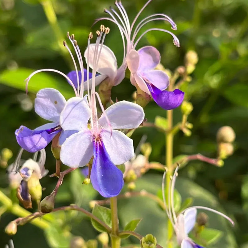 Blue Butterfly Flower Easy
