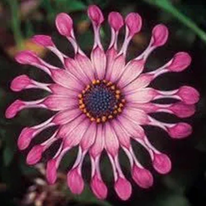 Semillas mixtas de osteospermum, margarita araña y margaritas (raras)