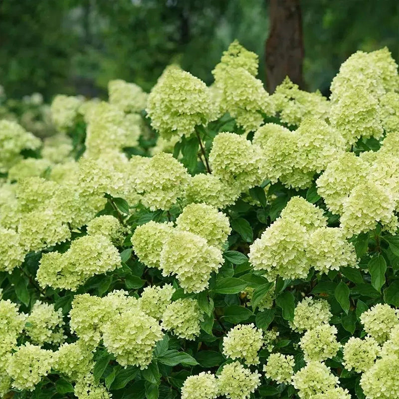 Hortensia con helado de fresa: belleza, reencuentro y gratitud