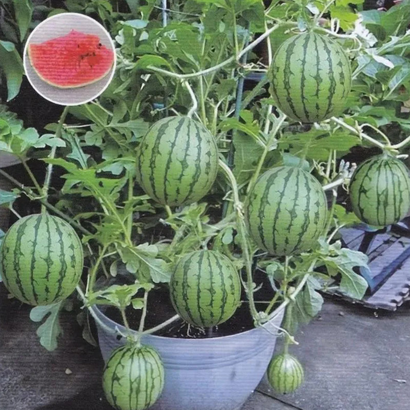 Lazy Man's Watermelon Seeds