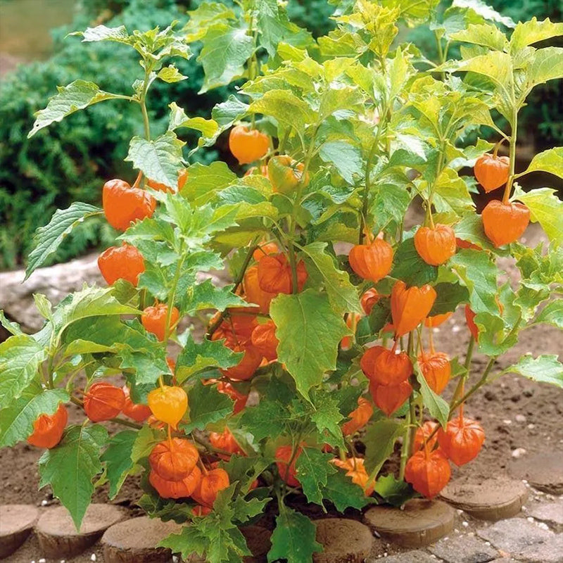 Physalis Peruviana Fruit-Lantern Fruit Seeds