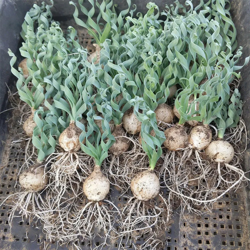 Rare Spring Grass Spiral Succulents