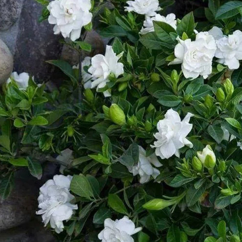 Semillas de jazmín del Cabo