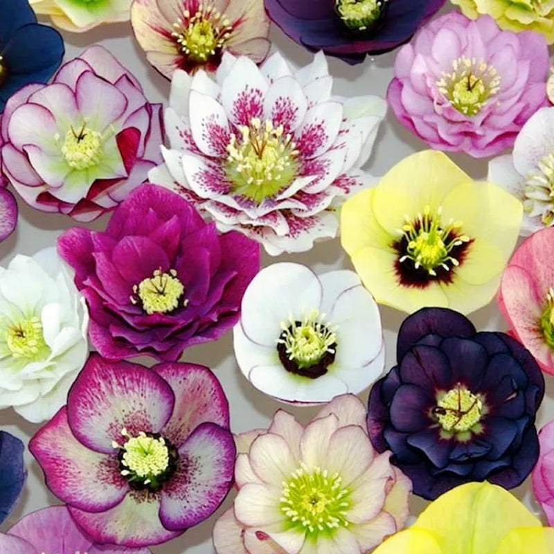 Colección Hellebore de Carnaval - Rosa de Navidad