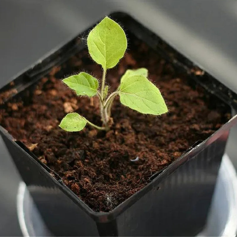 Semillas de fruta de pezón ~ Ubre de vaca ~ Fruta de teta ~ Manzana de Sodoma (Solanum mammosum) ~ Fruta de pezón Fruta extraña de la familia Solanum