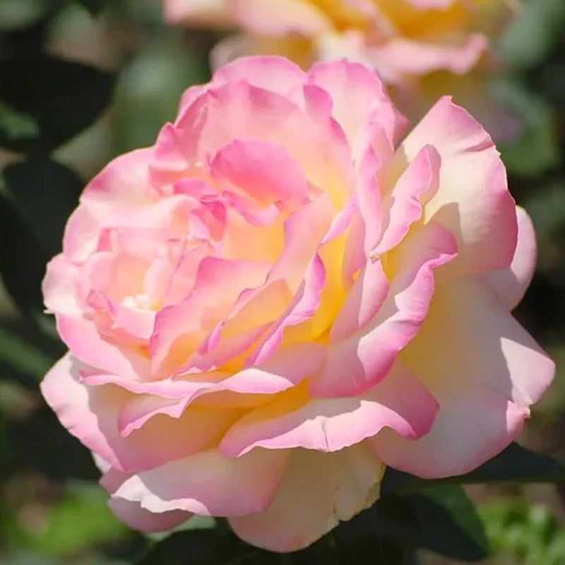 Rosas de la Paz - El Mensajero de la Paz