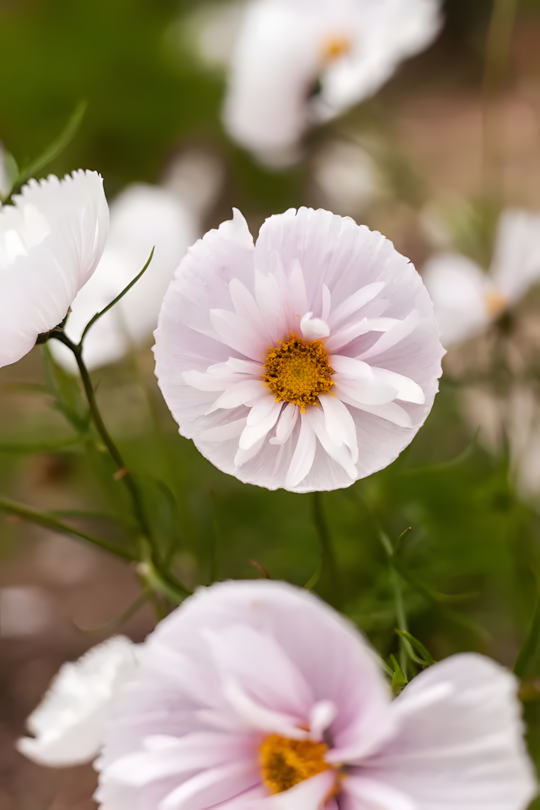 COSMOS CUPCAKE BLUSH FLOWER SEEDS