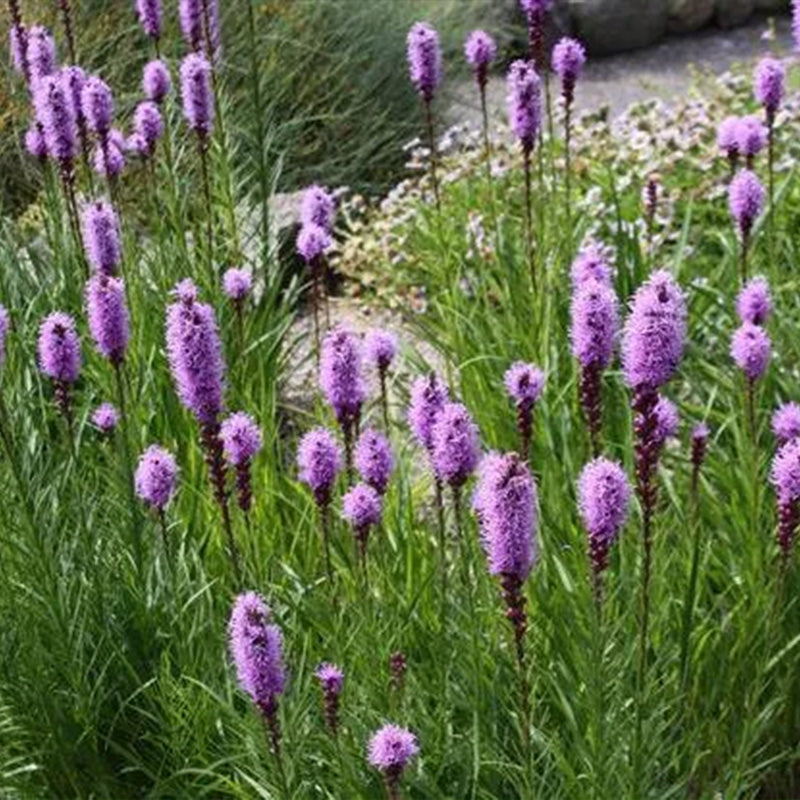 Prairie Blazing Star Seeds