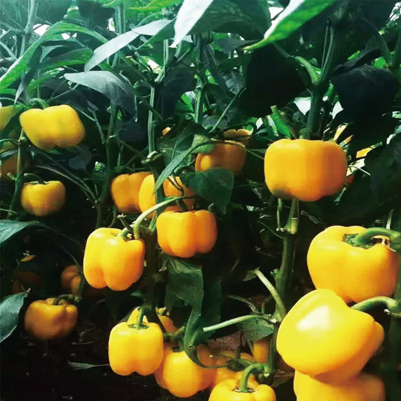 Colorful Sweet Pepper Seeds Organic