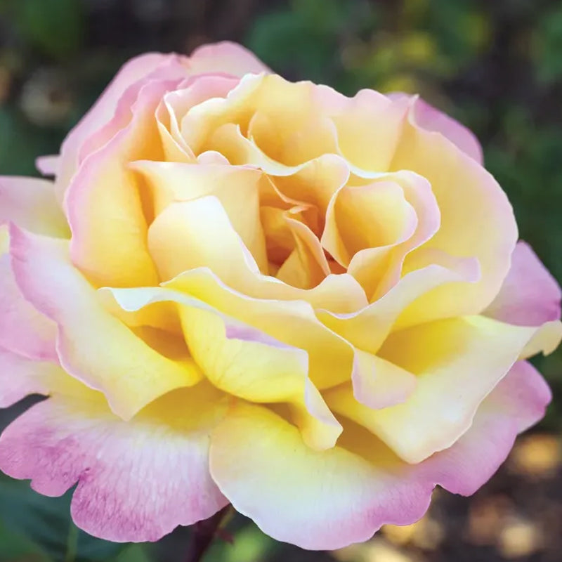 Rosas de la Paz - El Mensajero de la Paz