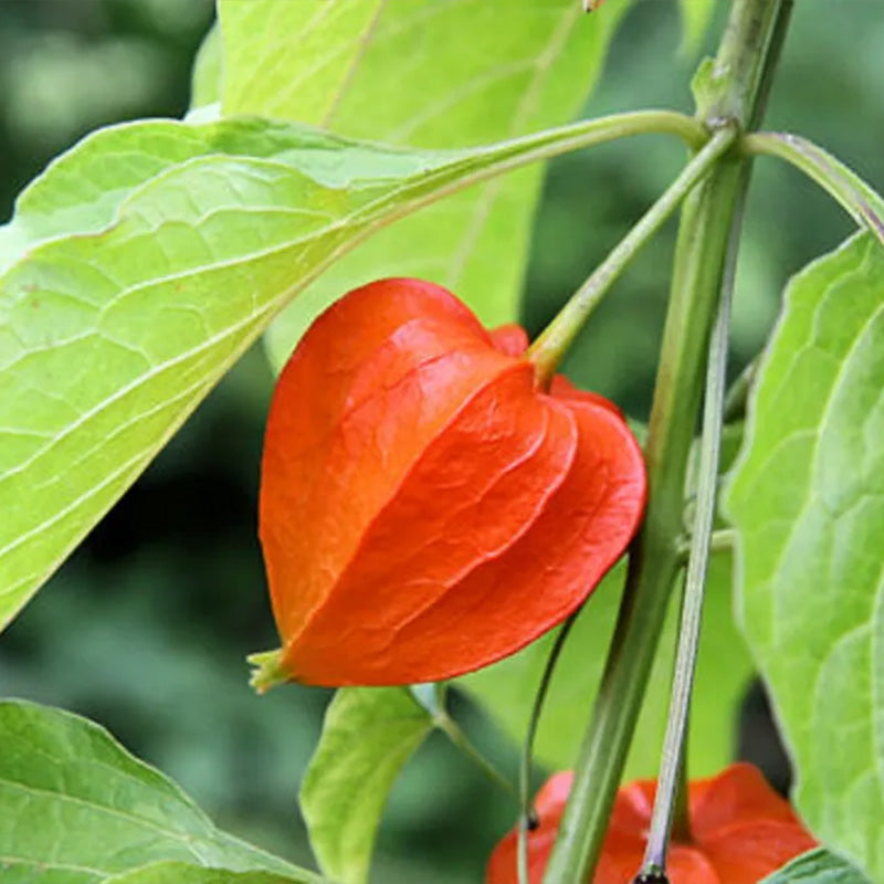 Physalis alkekengi,Strawberry groundcherry,Winter Ground Cherry - Chinese Lantern Seeds