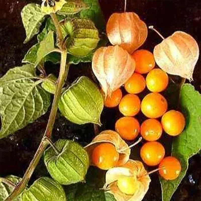 Physalis Peruviana Fruit-Lantern Fruit Seeds