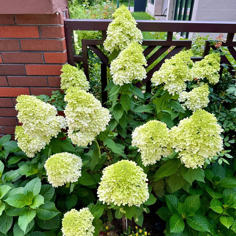 Hortensia con helado de fresa: belleza, reencuentro y gratitud
