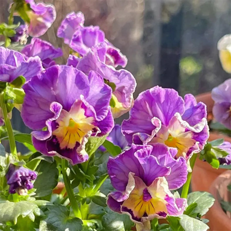 Pansy Winter Elf Series - I Miss You Endlessly