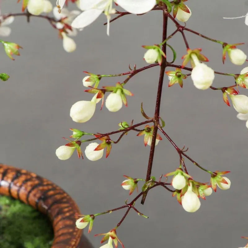 You Are My Life-Trailing Jasmine Flowers Seeds