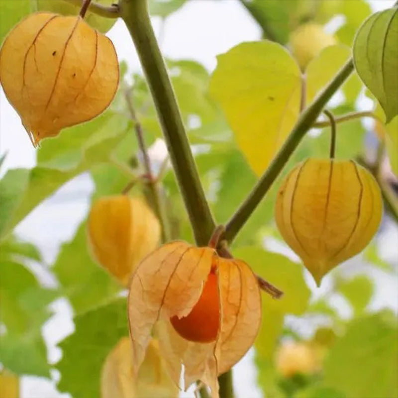 Physalis Peruviana Fruit-Lantern Fruit Seeds