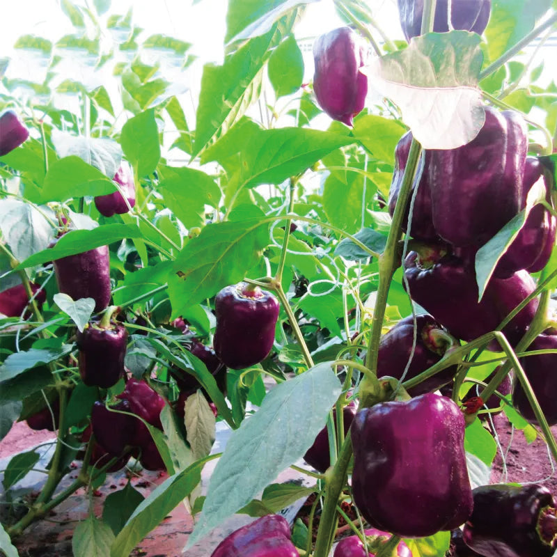 Colorful Sweet Pepper Seeds Organic