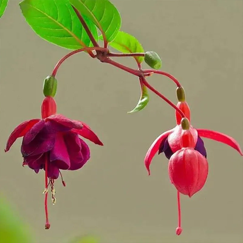 Fuchsia Hybrida Voss Seeds The fairy flower