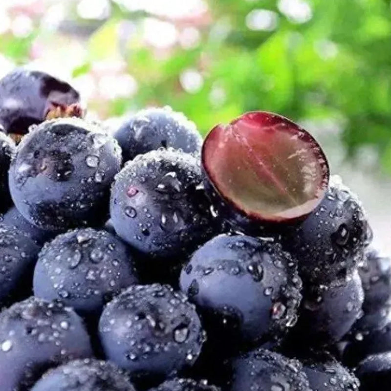 Midknight Beauty Grapes Seeds - Giant Rose (Rose scented)