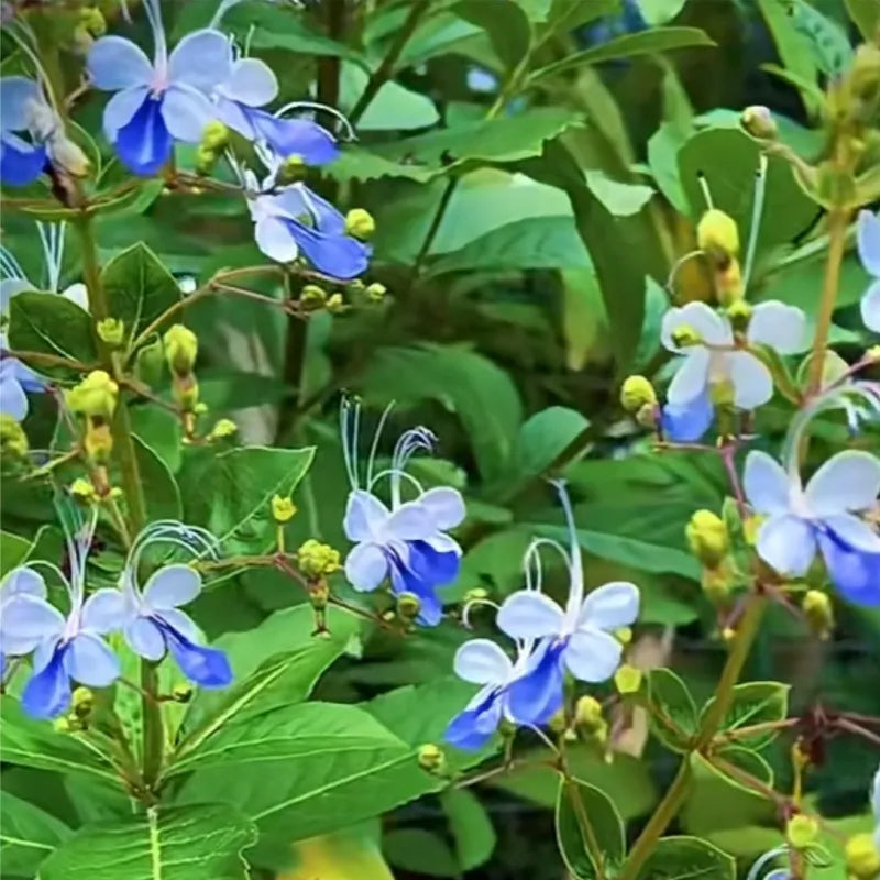 Blue Butterfly Flower Easy