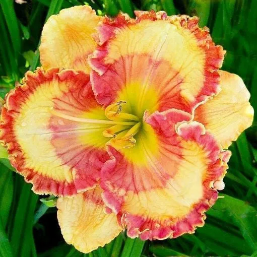 Daylily Hybrid Flowers Seeds, Hemerocallis Hybrid