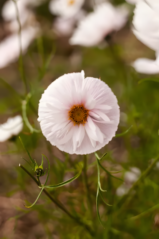 COSMOS CUPCAKE BLUSH FLOWER SEEDS