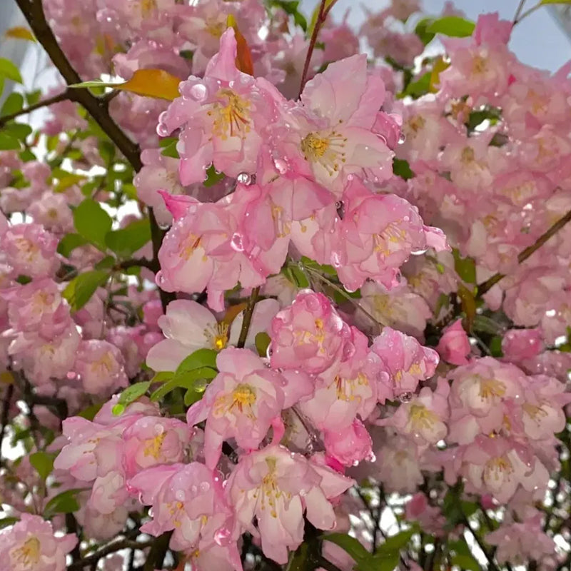 Begonia flowers Seeds