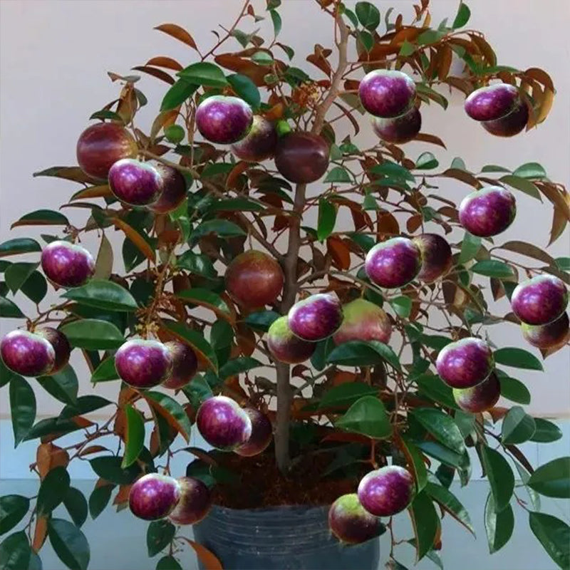 Semillas de fruto de leche: caimito, Chrysophyllum cainito