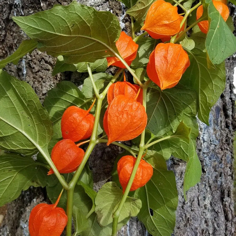 Physalis alkekengi,Strawberry groundcherry,Winter Ground Cherry - Chinese Lantern Seeds