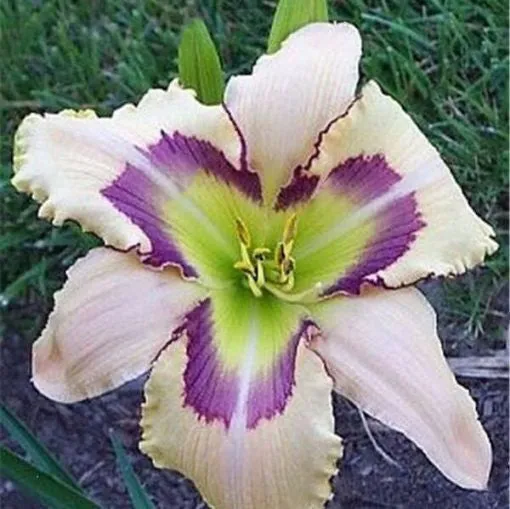 Daylily Hybrid Flowers Seeds, Hemerocallis Hybrid