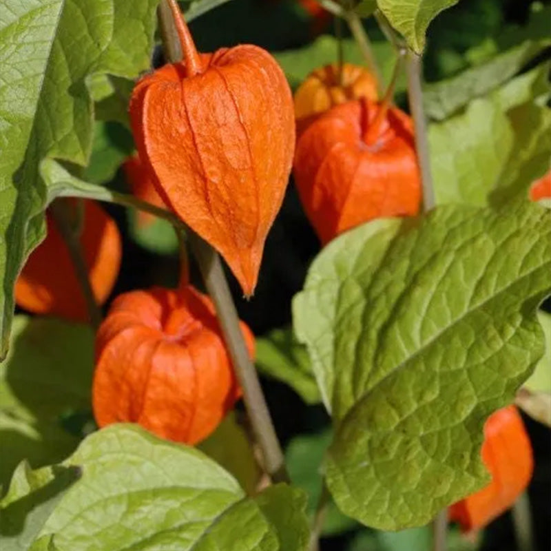 Physalis alkekengi,Strawberry groundcherry,Winter Ground Cherry - Chinese Lantern Seeds