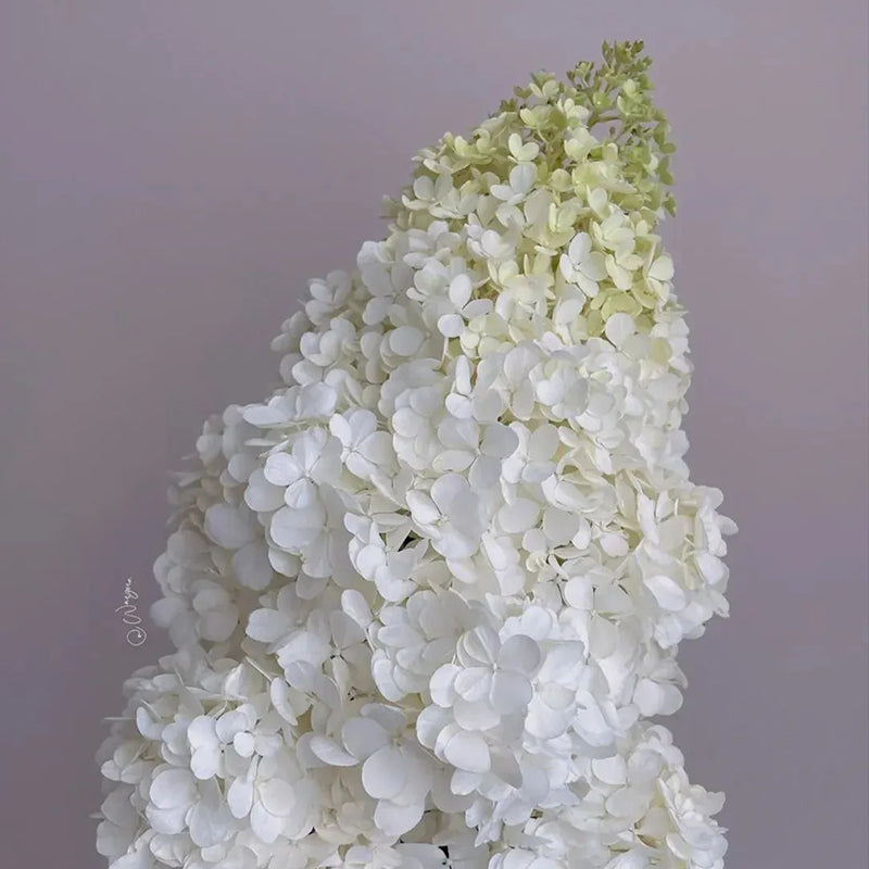 Hortensia con helado de fresa: belleza, reencuentro y gratitud