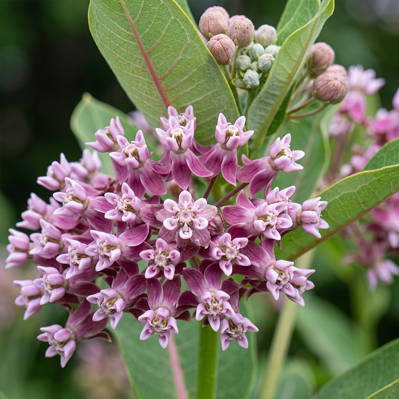 Prairie Milkweed Seeds Perennial Tall Single for Butterfly Gardens