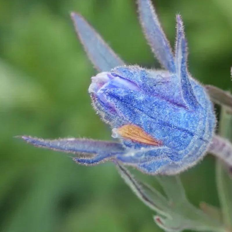 Semillas de flores de humo de pradera