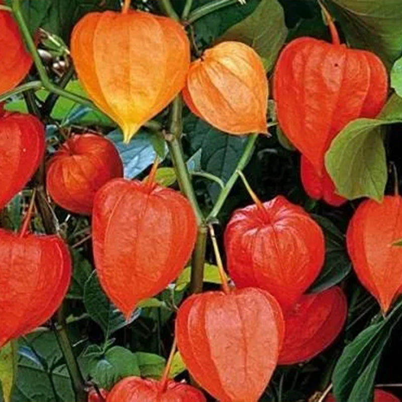 Physalis alkekengi,Strawberry groundcherry,Winter Ground Cherry - Chinese Lantern Seeds