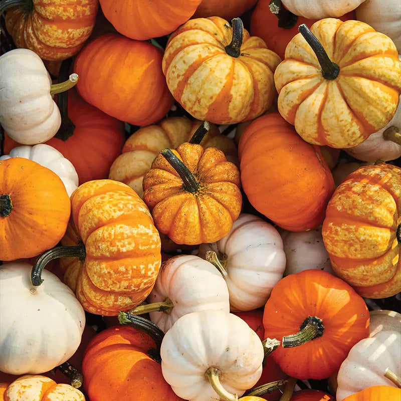Pumpkin, Mini Harvest Hybrid Blend