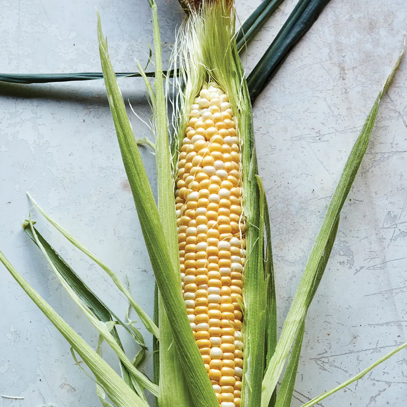 Corn, Sweetness Hybrid