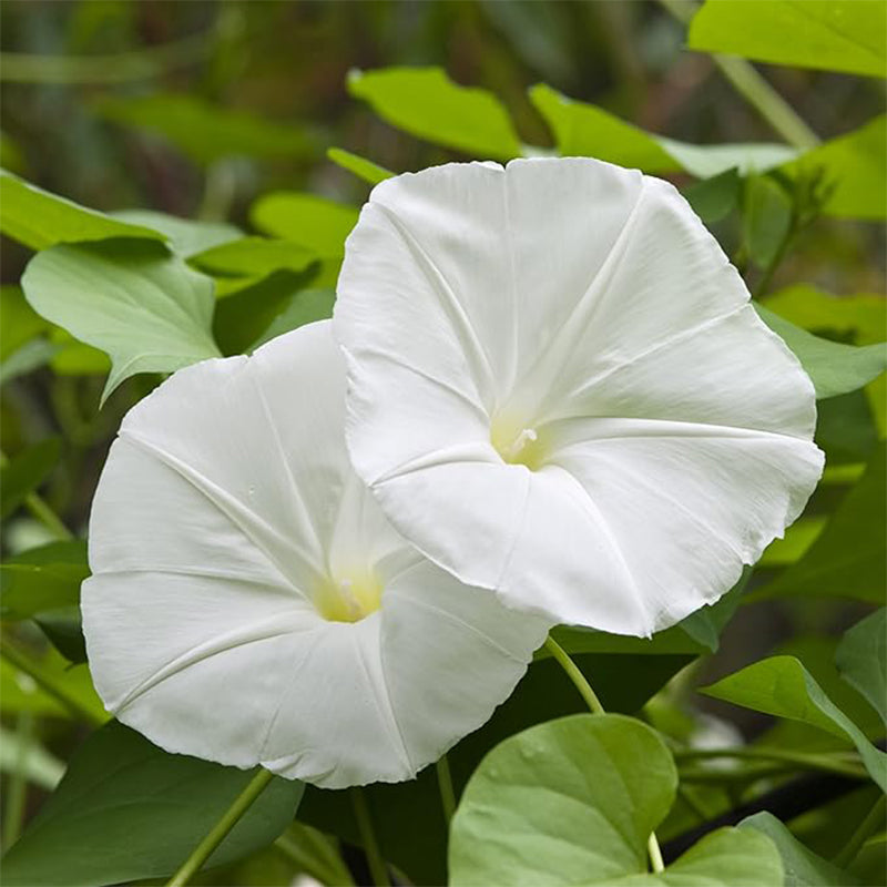 Morning Glory Vine Flower Plant Seeds, Easy to Grow, Perfect for Spring Garden
