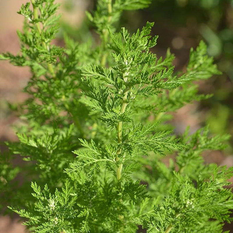 Semillas de ajenjo chino, artemisa dulce (Artemisia annua)