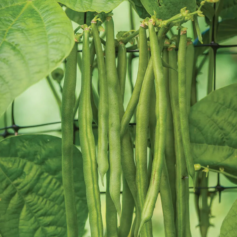 Bean, Pole Kentucky Blue