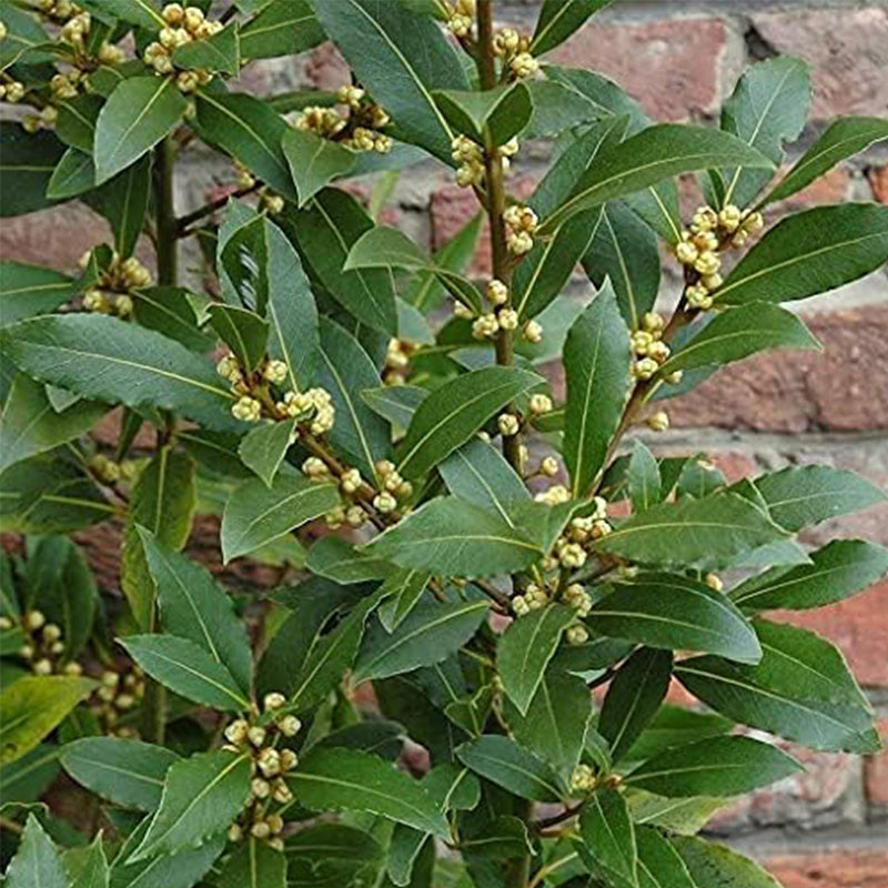Semillas de laurel