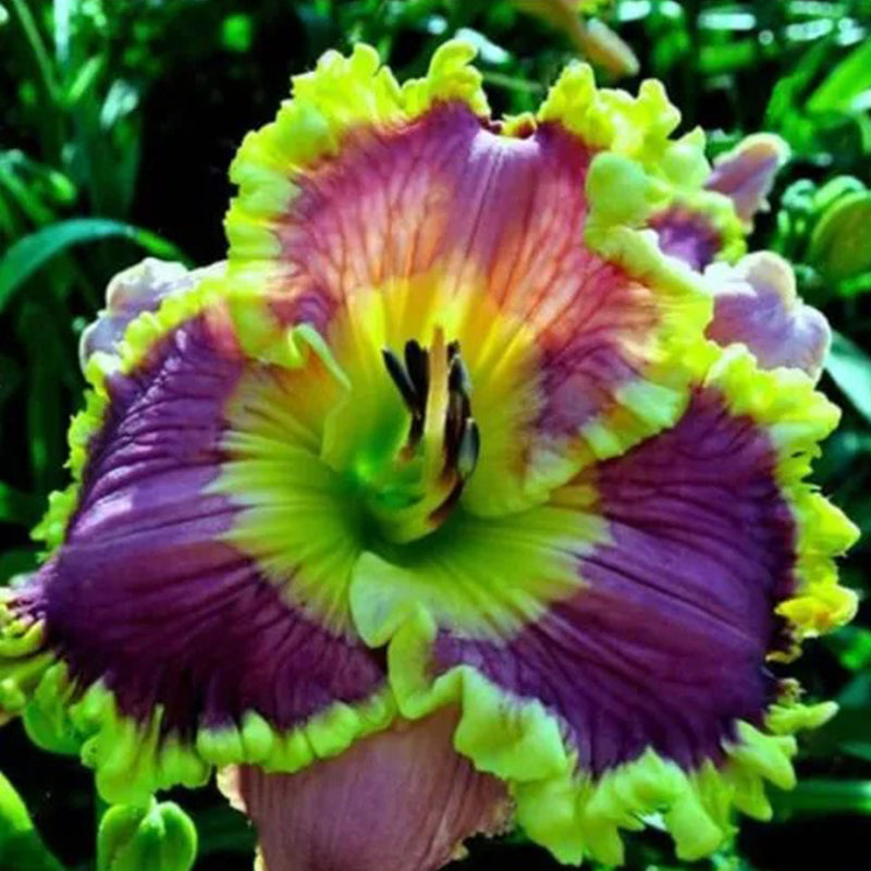 Daylily Hybrid Flowers Seed