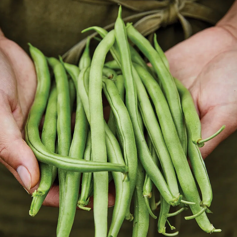 Bean, Bush, Blue Lake 274