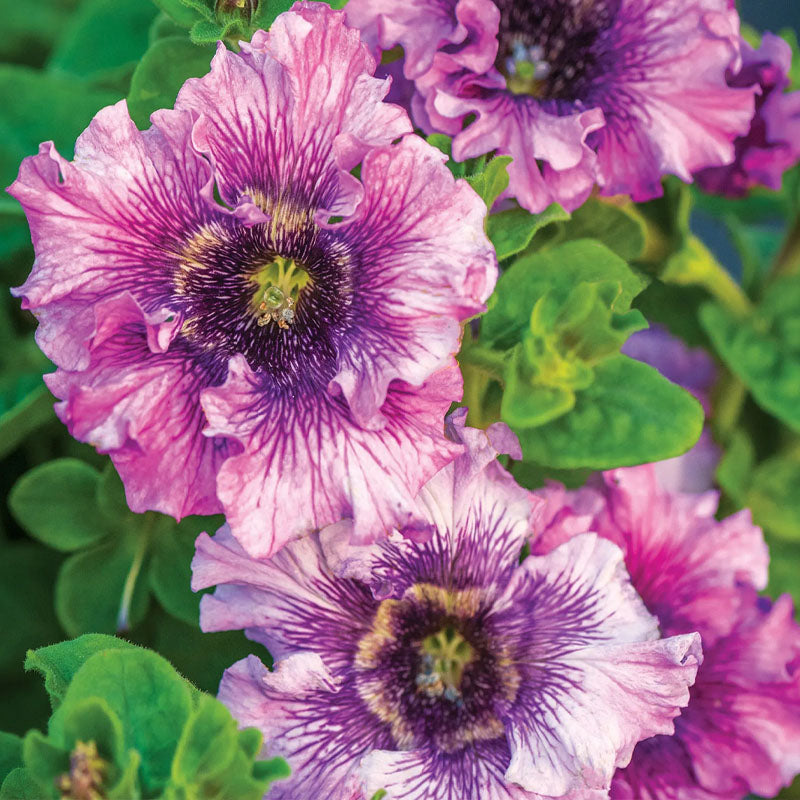 Amarilis de belleza rayada