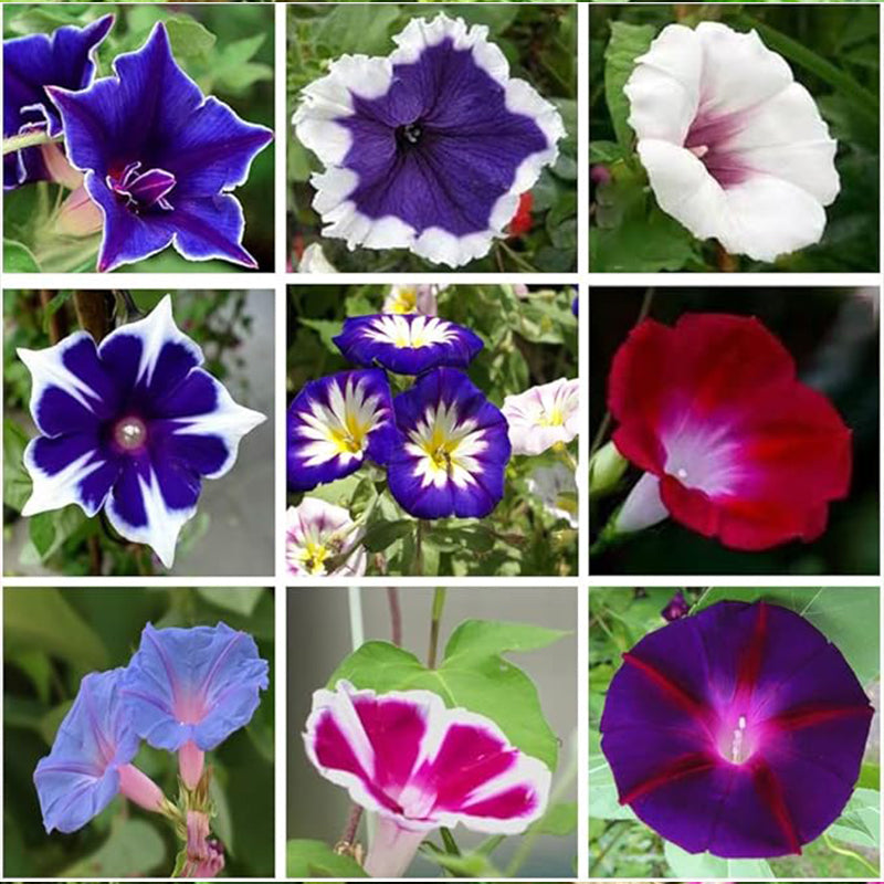 Morning Glory Seeds for Planting, Mixed Color Ipomoea Nil Seeds Heirloom Vine, High Germination Rate Open Pollinated Seeds